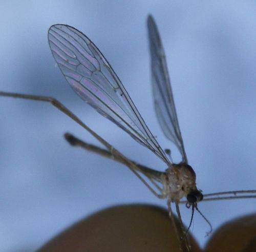 Austrolimnophila ochracea
